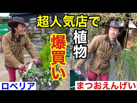 園芸 傘松、ピニオン松、松の木