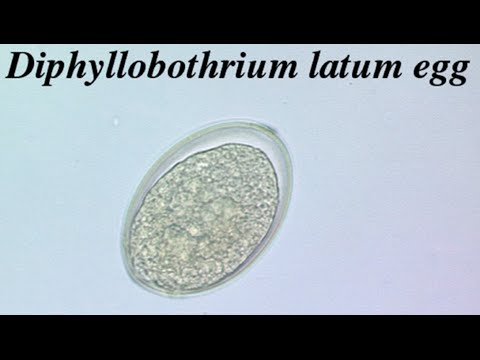 Mely protozoan egy parazita