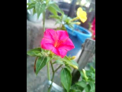 Lovely flowers dancing 🌸🏵🌼💮