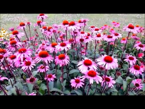 Best Perennials - Echinacea 'Merlot' (Coneflower)