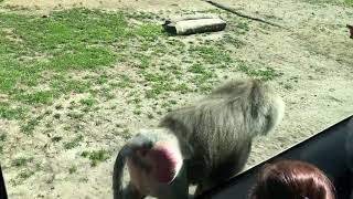 Rhesus Macaque aka “Red Butt Monkey” at the San Diego Zoo.