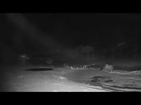 Djuma Private Game Reserve Live Stream