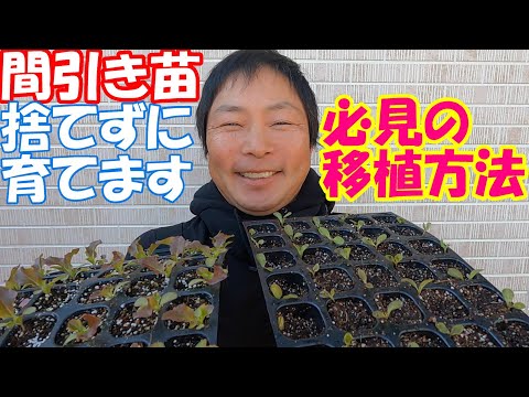 園芸 苗を間引きます