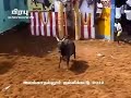 Jallikattu Vettaikaran Version