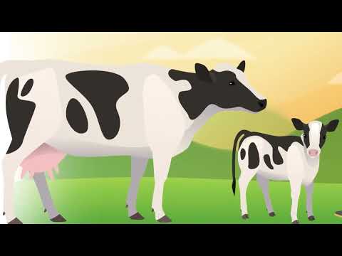 Moocall Explainer Video