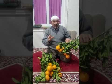 Shpetojeni qofte dhe me një gjysem hurme.