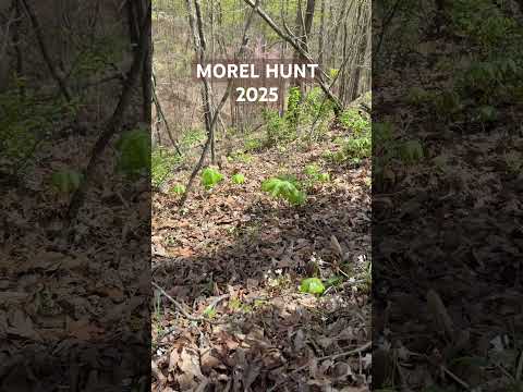 Don’t steal someone’s morels! An East Tennessee parable