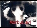 Morbus Avi