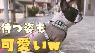 忠犬フレブルが可愛い🥰