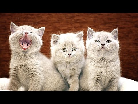 What Does It Mean When You Dream About Kittens? (Spiritual Meaning & Dream Interpretation)