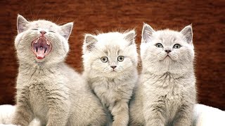 What Does It Mean When You Dream About Kittens (Spiritual Meaning & Dream Interpretation)