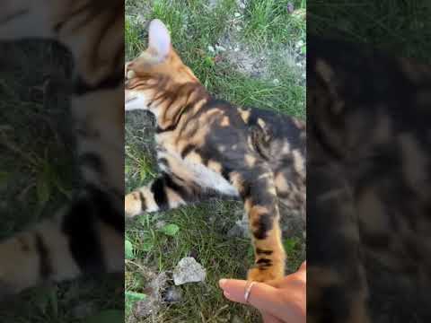 Bengal cat bite my hand