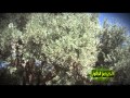 ‫الجزائر : الأخضر الدائم، زراعة زيتون المائدة بولاية غليزان‬‎ 