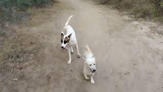 Guy Comes Home From Work With A Stray Dog |The Dodoo🥰,GrR