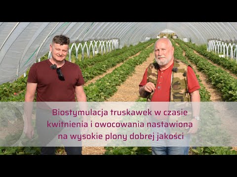 Biostymulacja truskawek w czasie kwitnienia i owocowania nastawiona na wysokie plony dobrej jakości