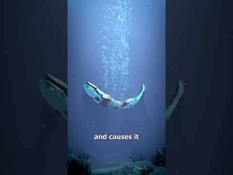 What Happens When A Whale Dies? 😢