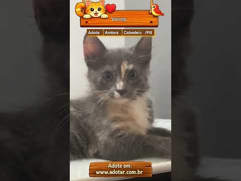 Vídeo de Varios