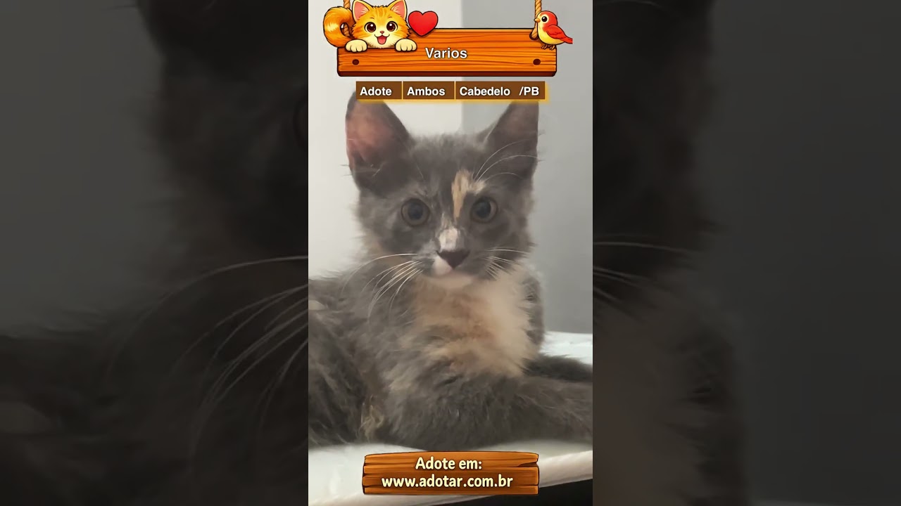 Gato raça SRD-ViraLata idade 2 a 6 meses nome Varios