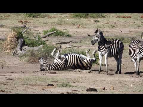 Lions Buffalo Elephant Wildebeest Zebra and Giraffe at The Waterhole