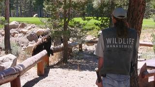 Black Bears, One Town, and the Man Standing Between Them