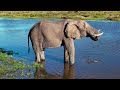 Mogotlho Safari Lodge Khwai River Botswana