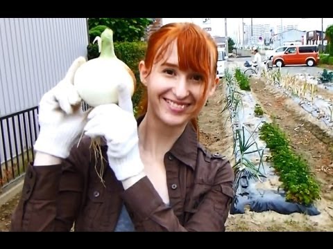 いもほり Potato digging 【日英字幕】