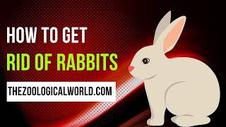 How to get rid of rabbits in your yard, How to get rid of rabbits