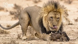 The stare of death: a wildife story from Johan Kloppers | Wildlife Photographer of the Year