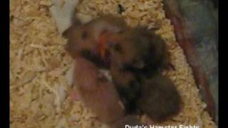 Hamster fights