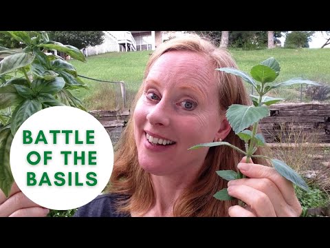 Difference between Regular Basil and Holy Basil