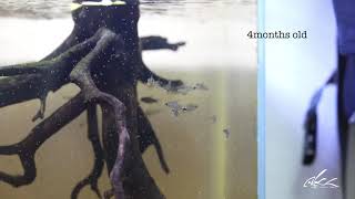 Corydoras hastatus from spawning to juvenile