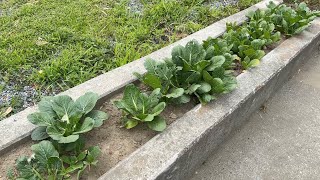 かるた大会みたいでかわいい - 爬虫類館で育てていた野菜が荒らされたので犯人には死んでもらいました