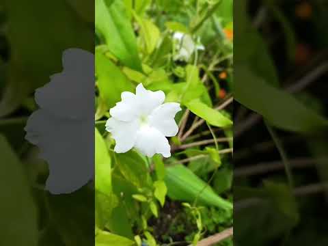 beautiful tiny flowers blooming in my garden💮