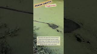 Download lagu Matalele/duckweed (Lemna minor) untuk pakan ternak #bebek #entok #ikan #ayam mp3