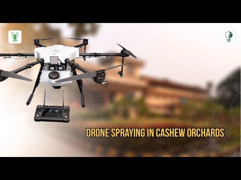 Drone Spraying in Cashew Orchards | Field Demonstration at ICAR-DCR, Puttur