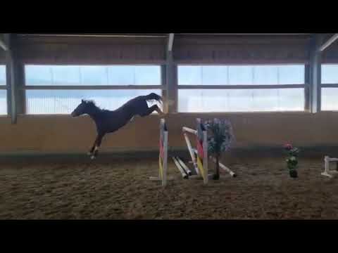 SOLD!! 4yo mare by Kanndarco x Graf Top