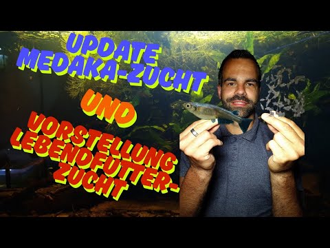Update Medakazucht und Vorstellung meiner Lebenfutter-Zucht #aquaristik