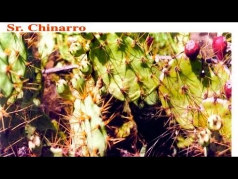 Sr. Chinarro - Sr. Chinarro