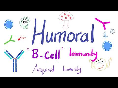Humoral Immunity | The B-Lymphocytes | Immunology | Physiology