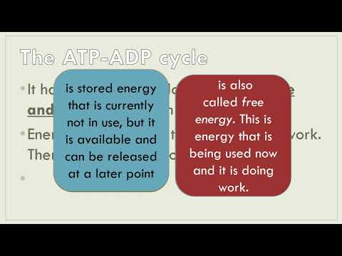 1 ATP ADP Cycle