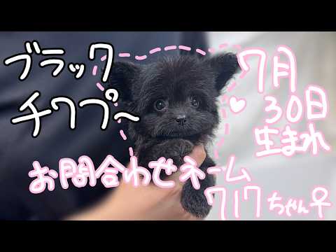 YouTube動画のサムネイル