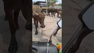 Download lagu #jadi tegang waktu deketin😅😅 mp3