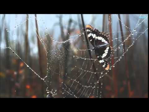 Dan Kubo: Butterfly And Spider (Original Mix)