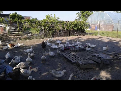 Test adapatoare pasari de curte #diy #farming #farmer