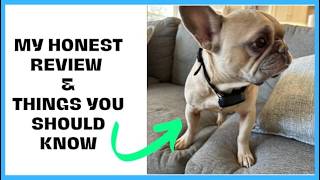 Watch This Before Buying a Dog Shock Collar