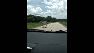 Zebra crossing the road