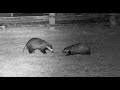 Resident badger attacks intruder badger - with sounds
