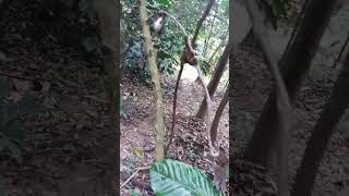 Download lagu mikat SRDC kena 3 ekor boss ku... mp3