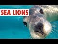 Funny Sea Lion/Seal Video Compilation | Dogs of the Sea
