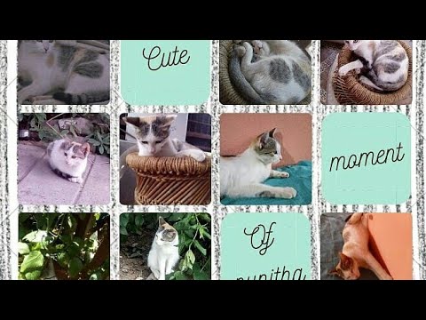 Our Pet cat "Punitha's" fun moments